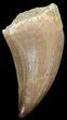 Mosasaur (Prognathodon) Tooth #43306-1